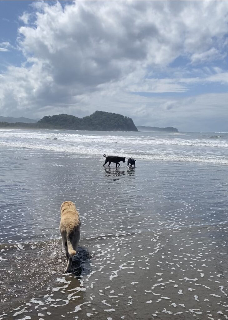Das erste Mal am Meer mit den Hunden