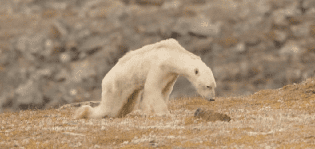 Klima Tiere sterben