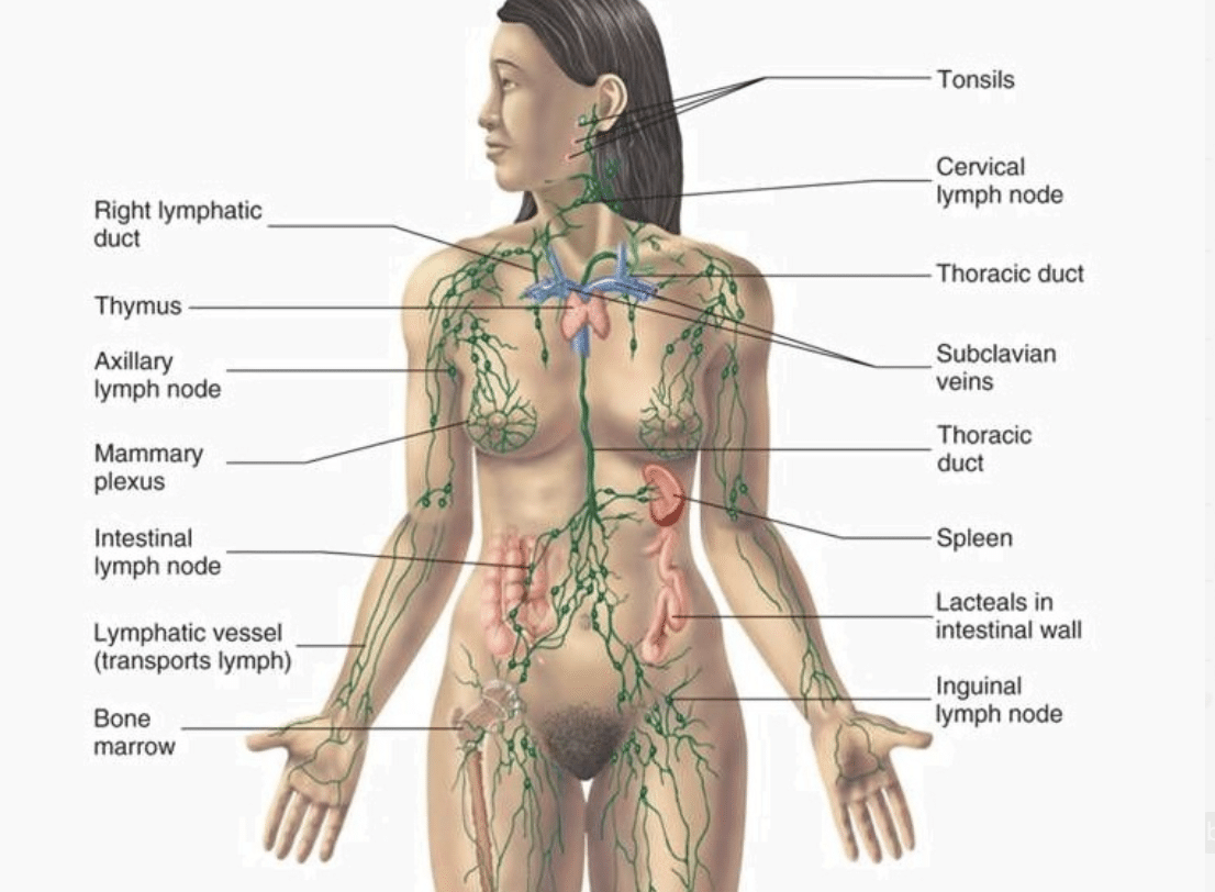 Das Lymphsystem stärken mit Yoga